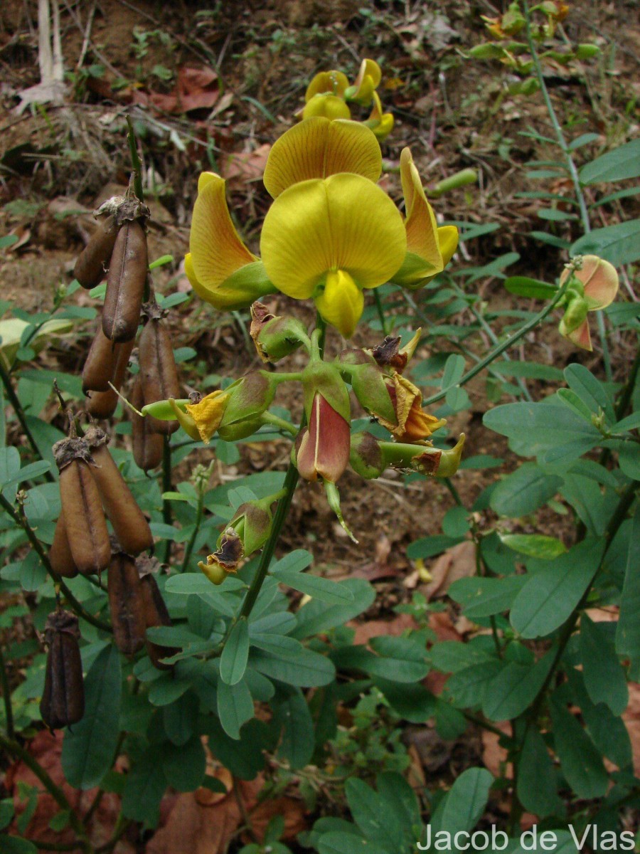 Crotalaria retusa L.